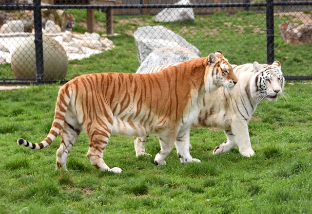 Tigers in the Monterey Zoo