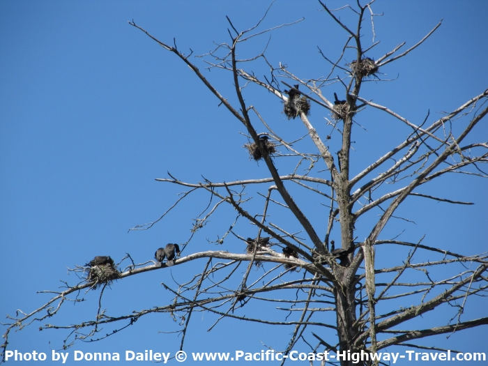 Birds Nesting near the Inn at Morro Bay