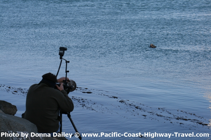 Photographer Photographing Sea Otters in Morro Bay