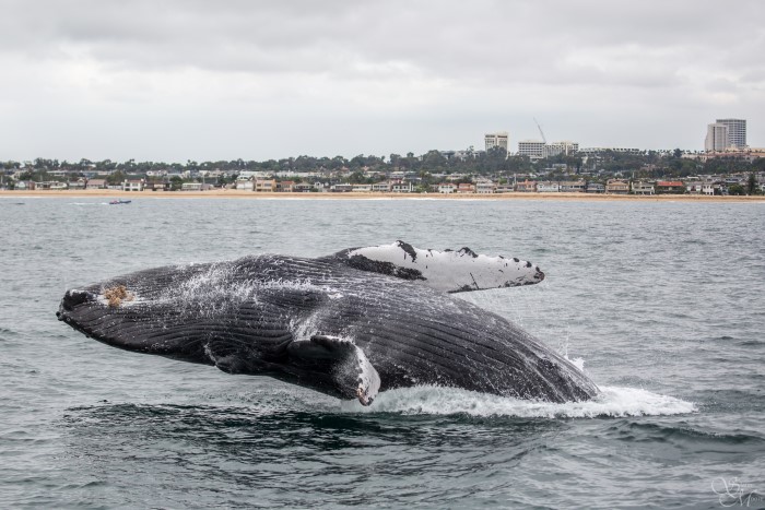 Whale Watching in California