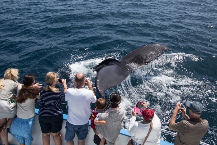 Whale Watching in California