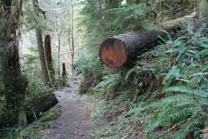 Path In Olympic National Park
