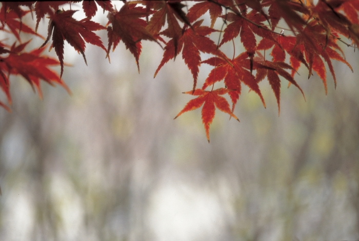 Autumn leaves on the Pacific Coast Highway