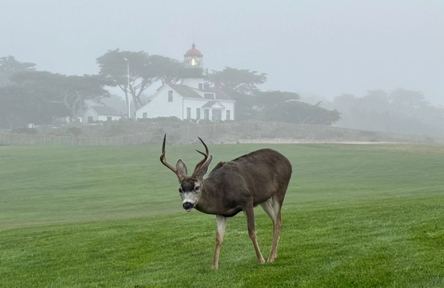 Pacific-Grove-Municipal-golf-course-deer.png