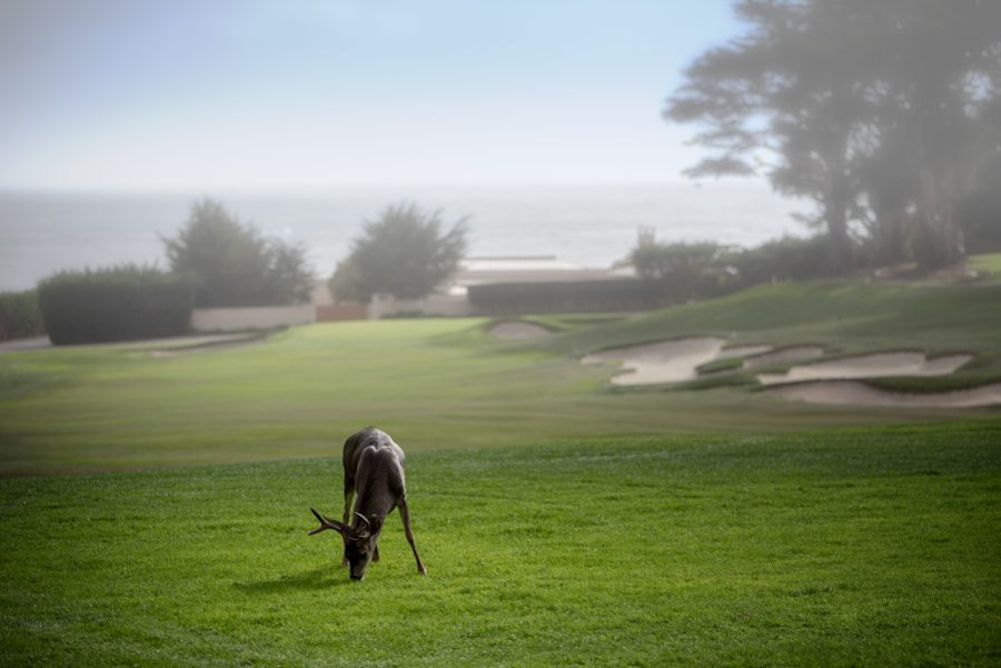Pebble-Beach-Golf-Links-1.png