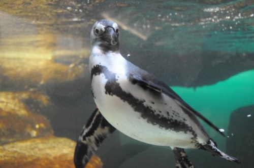Penguin on a Webcam at the Monterey Bay Aquarium