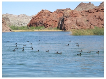 Colorado River Rides can be booked at Pirate Cove Resort and Marina outside Needles in California on the Arizona border by renting pontoons or on a guided ride.