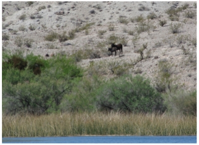On the Colorado River at Pirate's Cove Resort near Needles in California, photo (c) Donna Dailey from https://www.pacific-coast-highway-travel.com/Colorado-River-Rides.html