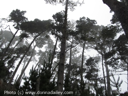 Point Lobos State Reserve near Carmel and Monterey