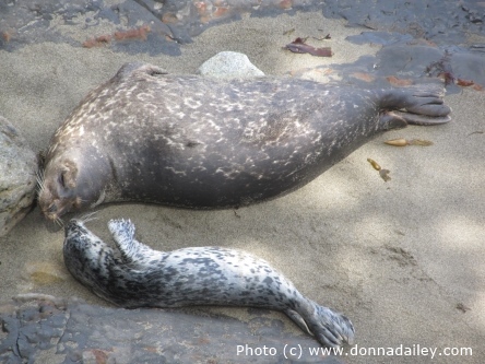 Seal and Pup at Point Lobos State Reserve near Carmel