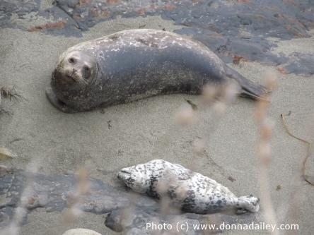 Seal and pup at Point Lobos State Reserve near Carmel and Monterey