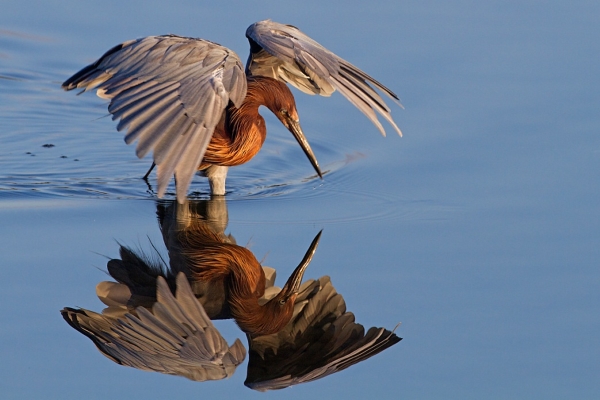 Reddish Egret at Bolsa Chica Ecological Reserve