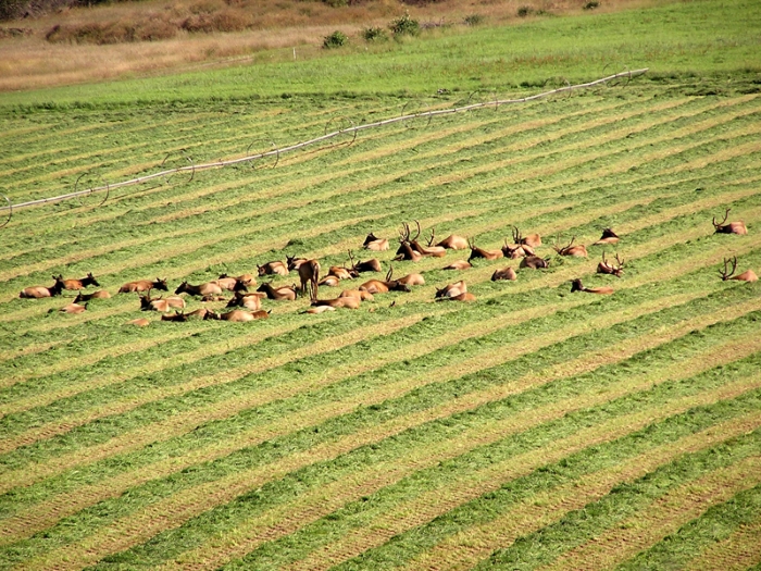 Sequim's Roosevelt Elk Herd