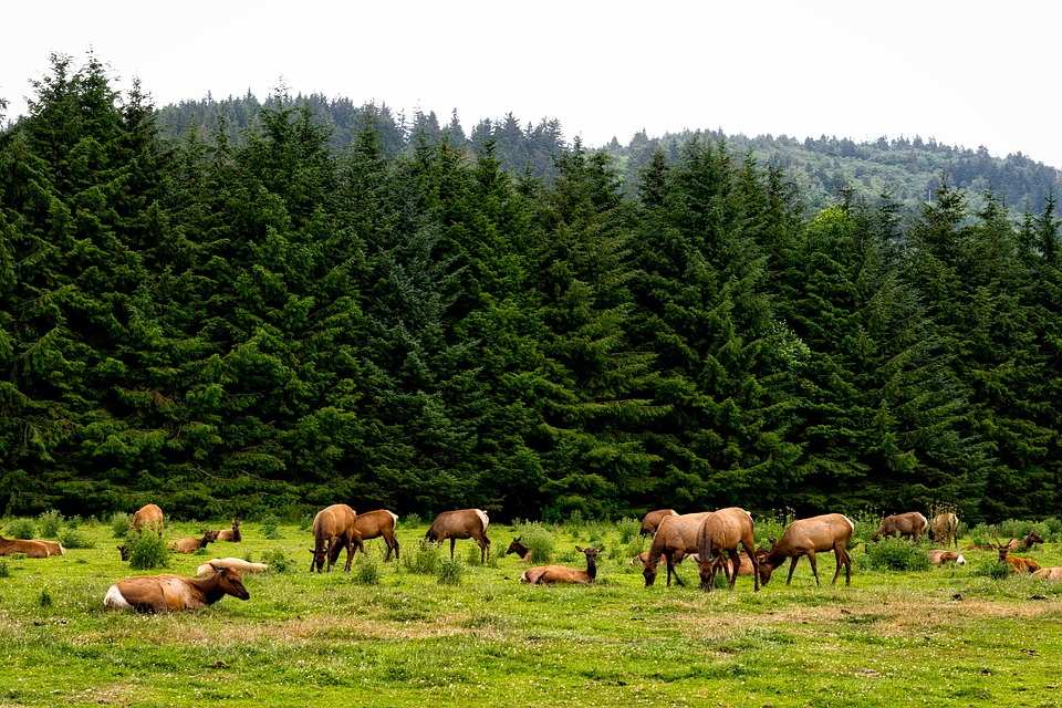 Herd of Roosevelt Elk