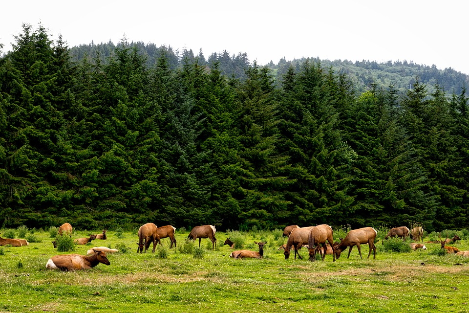 Roosevelt Elk Herd in the Olympic National Park