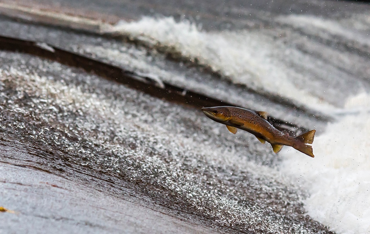 Spawning salmon jumping up a river