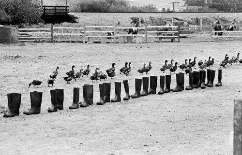 100 Boots by Eleanor Antin in the Museum of Contemporary Art San Diego