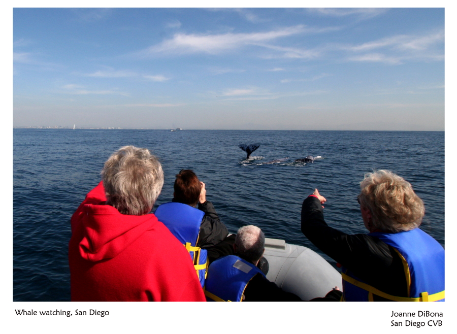San Diego Whale Watching Boat