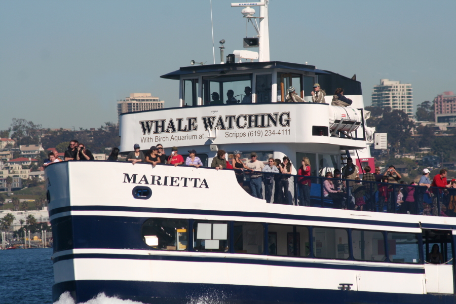 San Diego whale watching tours like this from Hornblower Cruises let visitors get up close to see gray whales, dolphins, sea lions and other wildlife.