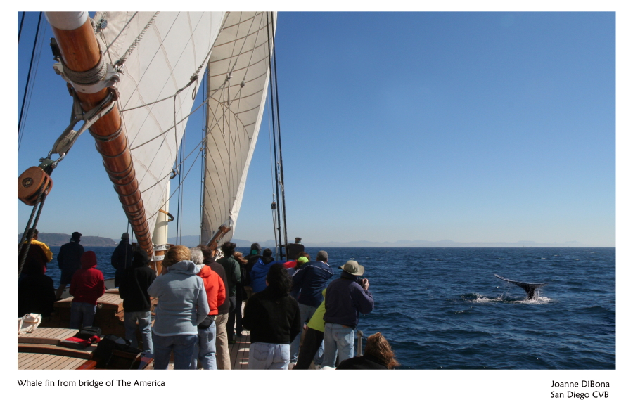 San Diego Whale Watching Boat