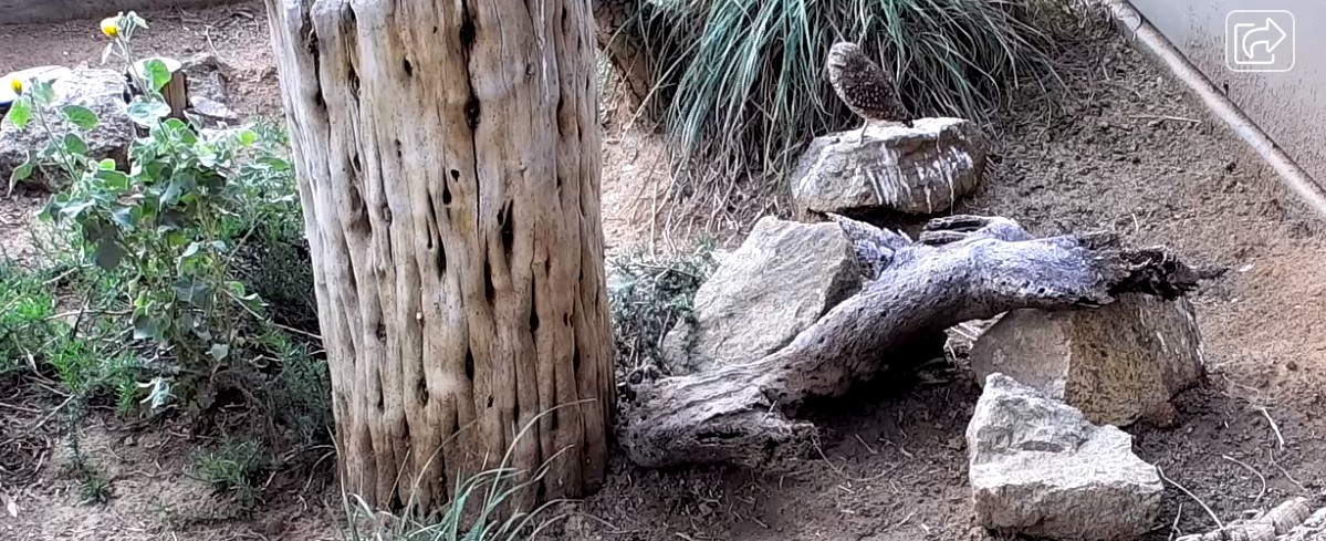 The Burrowing Owl webcam at the San Diego Zoo Safari Park