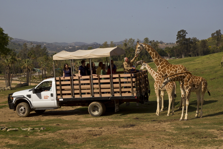 Feeding giraffes at the San Diego Zoo Safari Park