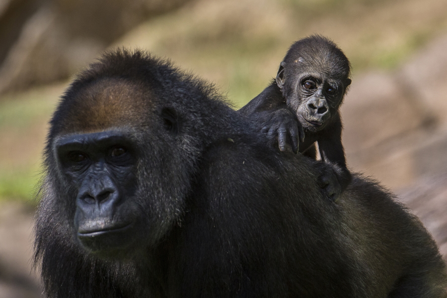 San Diego Zoo Safari Park Gorilla and Baby