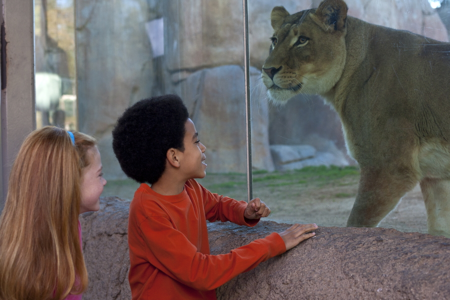 Up close with a cougar at the San Diego Zoo Safari Park