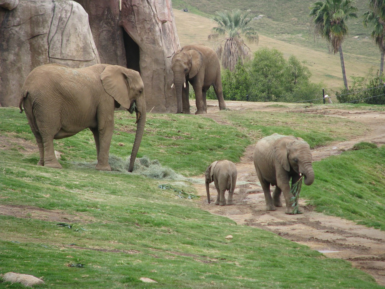Elephants in San Diego Zoo