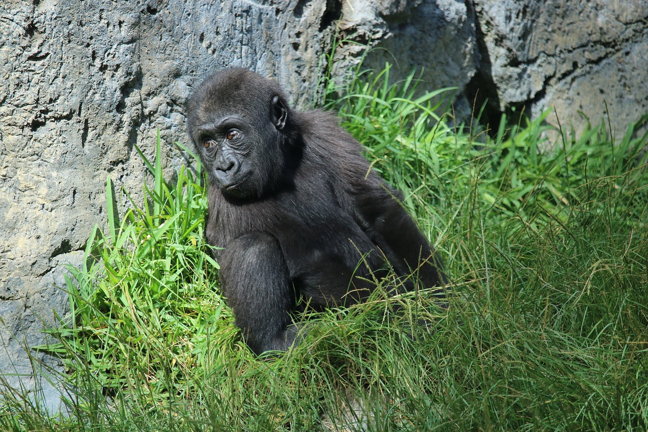 A Gorilla at San Diego Zoo