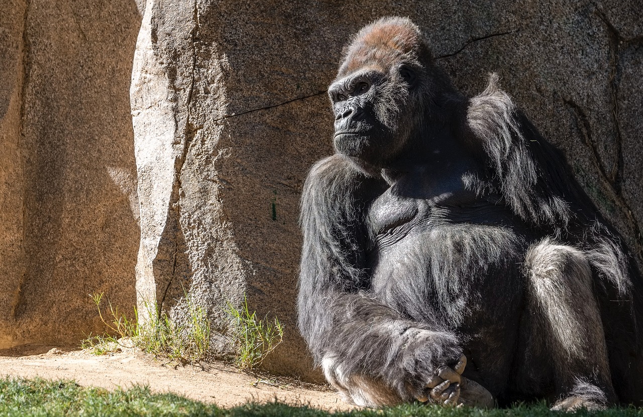 A Gorilla in San Diego Zoo