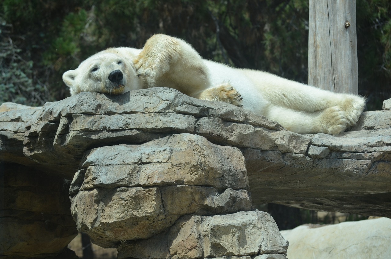 Polar Bear at San Diego Zoo