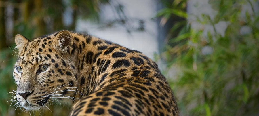 A leopard in San Diego Zoo