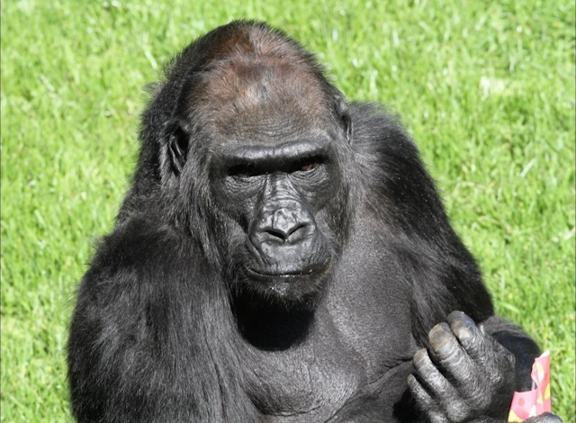A Gorilla at San Francisco Zoo
