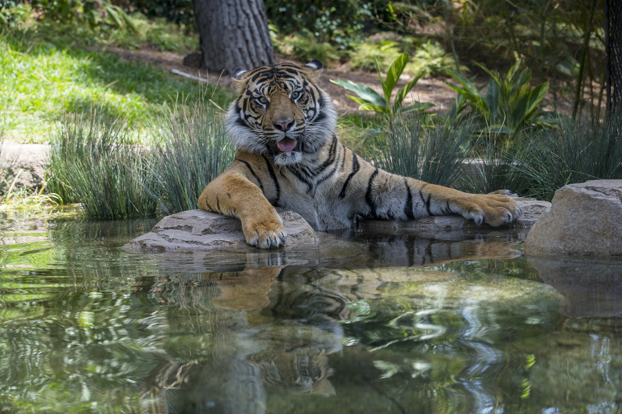 On the Tiger Trail at the San Diego Zoo Safari Park