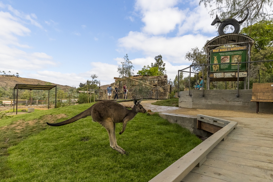 Walkabout Australia at the San Diego Zoo Safari Park