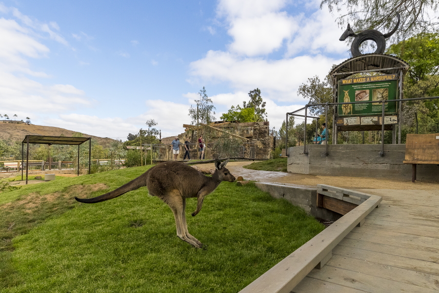 san diego zoo safari park walkabout australia