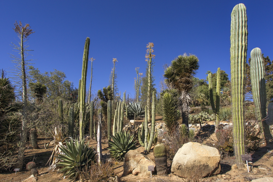 The California Nativescapes Garden at the San Diego Zoo Safari Park