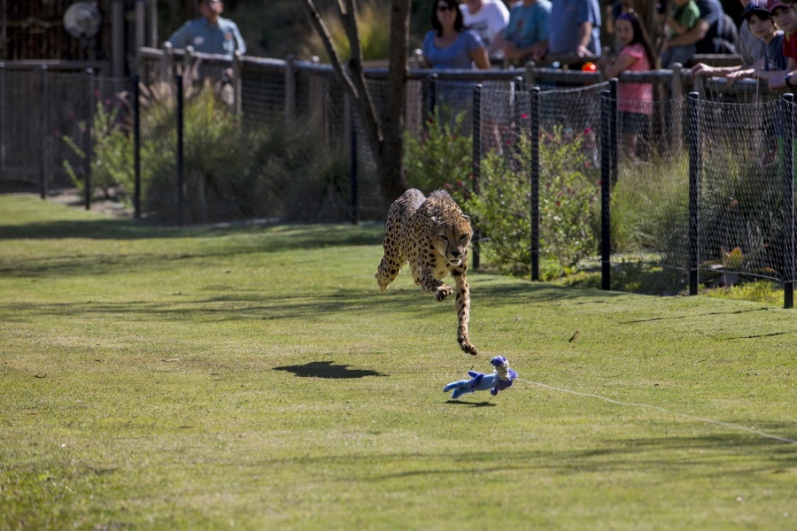 On the Sun Up Cheetah Safari at the San Diego Zoo Safari Park