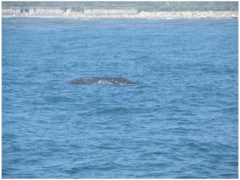 Santa Barbara Whale Watching