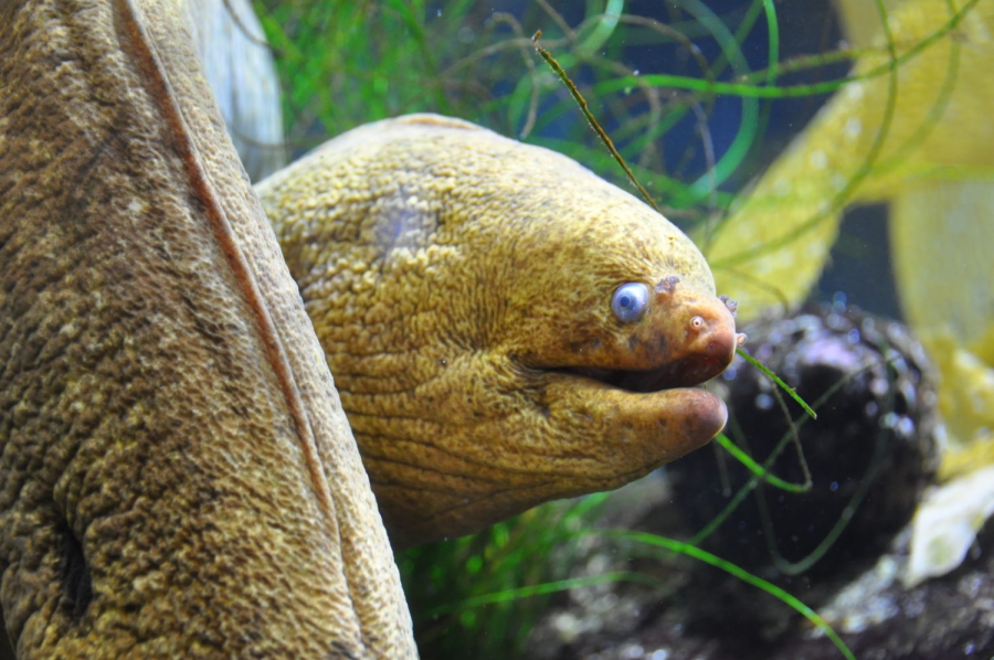 A moray eel in the Heal the Bay Aquarium on Santa Monica Pier