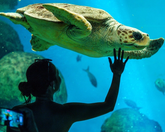 Turtle Swimming at SeaWorld San Diego