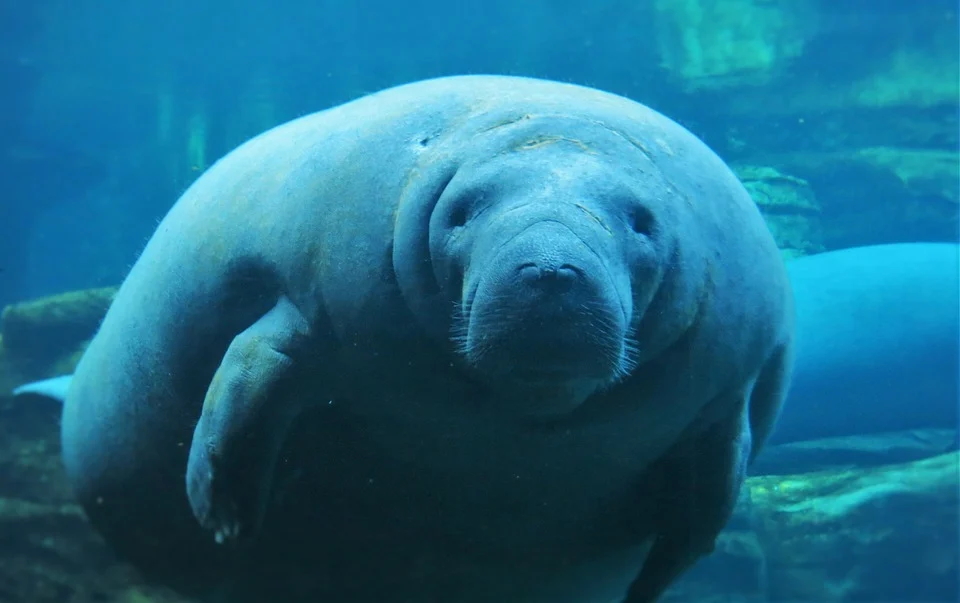 A Manatee at SeaWorld San Diego