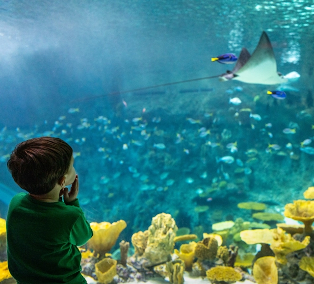 Little Boy Watching a Sting Ray in the Seattle Aquarium