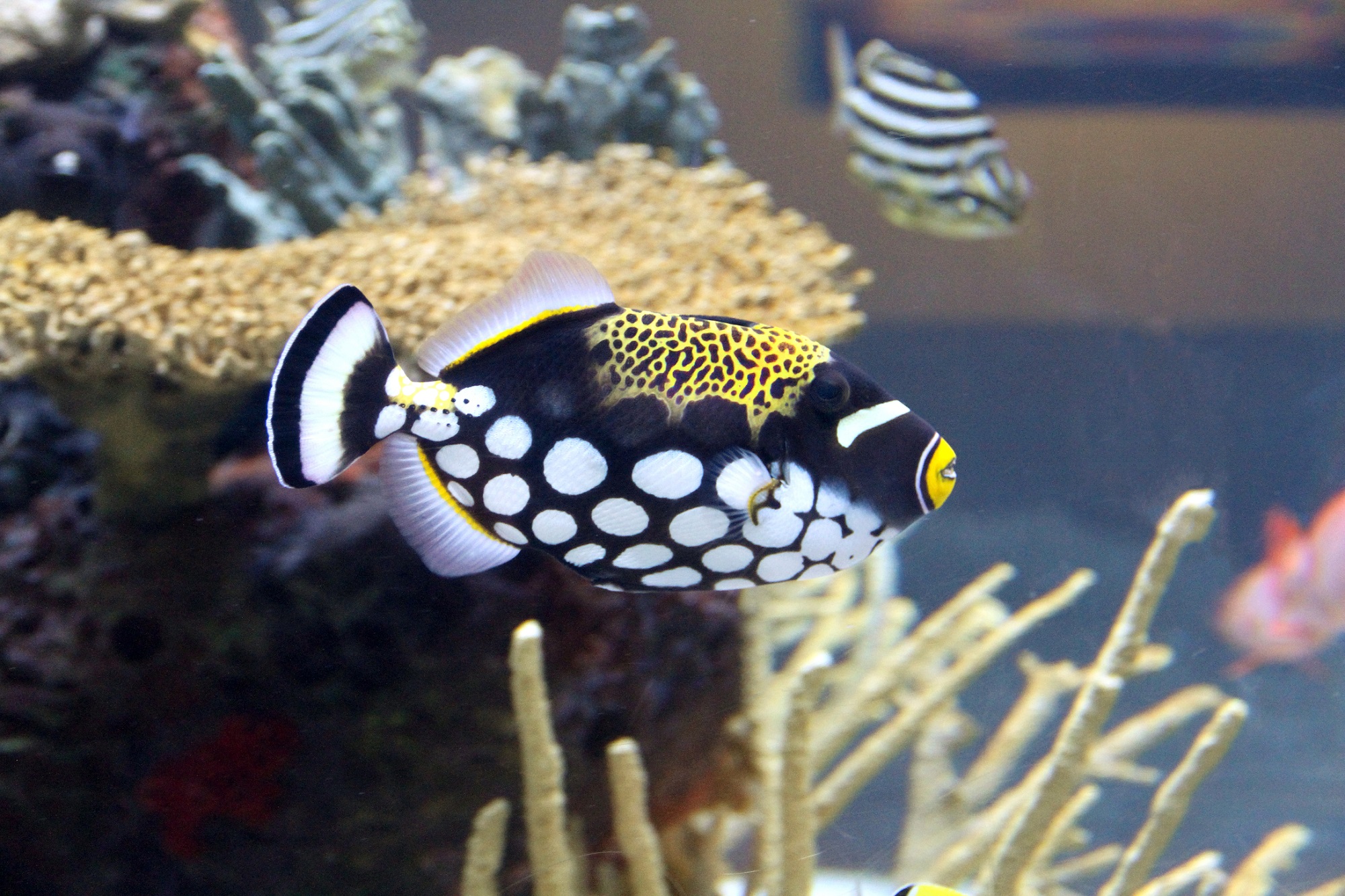 The Seattle Aquarium