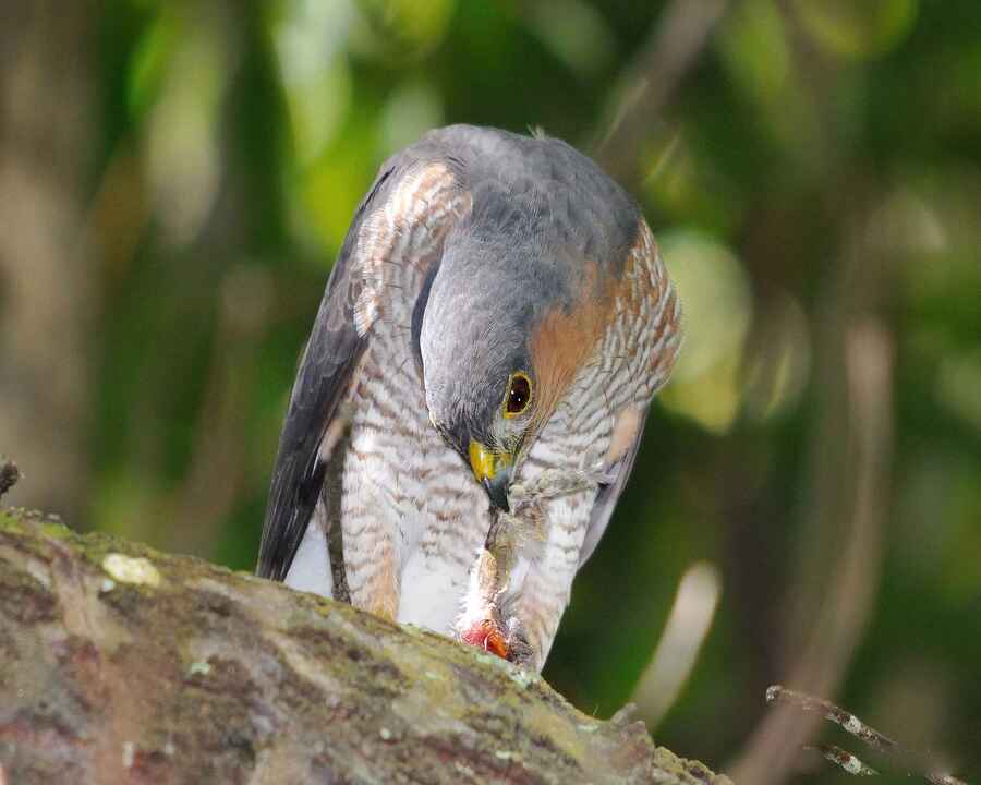 Sharp-Shinned_Hawk.jpg