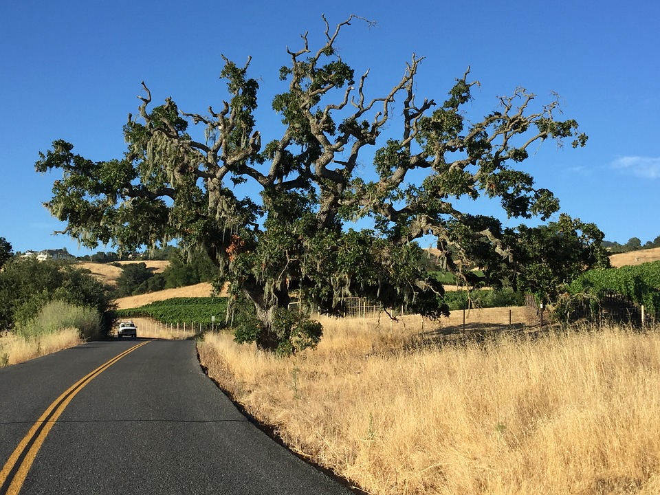 Driving in Sonoma County