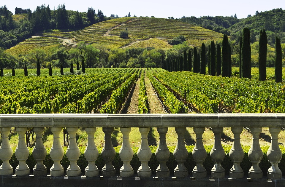 A Vineyard in Sonoma County