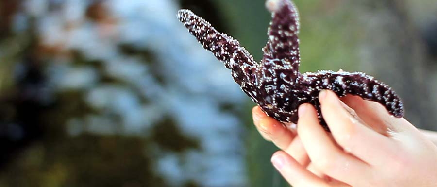 Starfish at Ocean World sea park in Crescent City, northern California