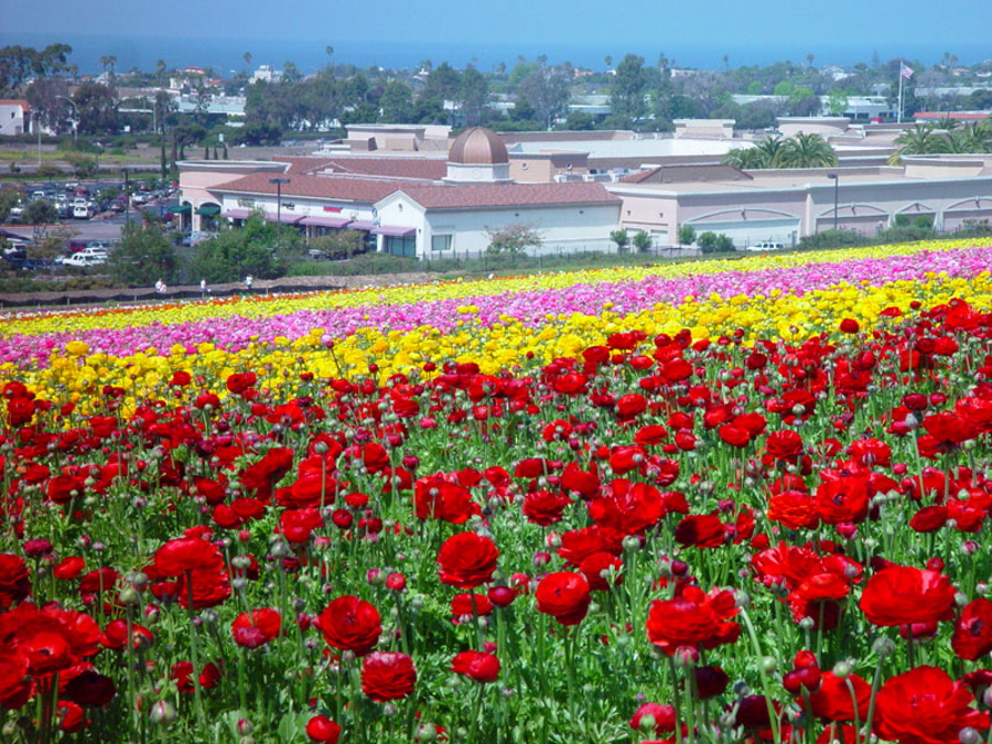 the-flower-fields-at-carlsbad-ranch_5.jpg